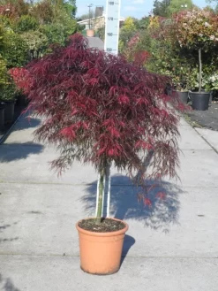 Japanse Esdoorn (Acer Palmatum 'Garnet') 16 Japanse Esdoorn (Acer Palmatum 'Garnet') -Tuinplanten Winkel acer palmatum garnet halfstam c25 1