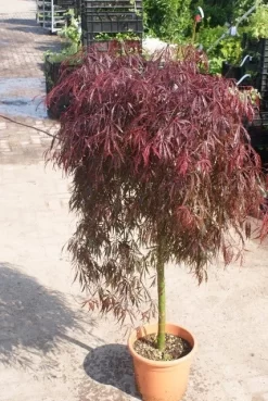 Japanse Esdoorn Als Boom (Acer Palmatum 'Inabe-shidare') -Tuinplanten Winkel acer palmatum inaba shidare 3