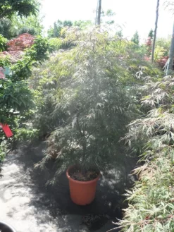 Japanse Esdoorn (Acer Palmatum 'Ornatum') -Tuinplanten Winkel acer palmatum ornatum 125 150 c25