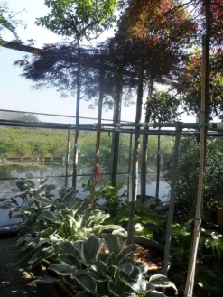 Japanse Esdoorn (Acer Palmatum 'Ornatum') -Tuinplanten Winkel acer palmatum ornatum 180 200stam 10 12