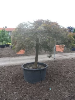 Japanse Esdoorn (Acer Palmatum 'Ornatum') -Tuinplanten Winkel acer palmatum ornatum halfstam c500 solitair extra