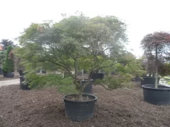 Japanse Esdoorn (Acer Palmatum 'Ornatum') -Tuinplanten Winkel acer palmatum ornatum solitair extra