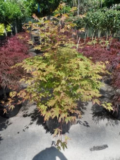 Japanse Esdoorn (Acer Palmatum 'Osakazuki') 13 Japanse Esdoorn (Acer Palmatum 'Osakazuki') -Tuinplanten Winkel acer palmatum osakazuki 100 125 c25 1