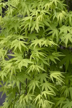 Japanse Esdoorn (Acer Palmatum 'Ryusen')
