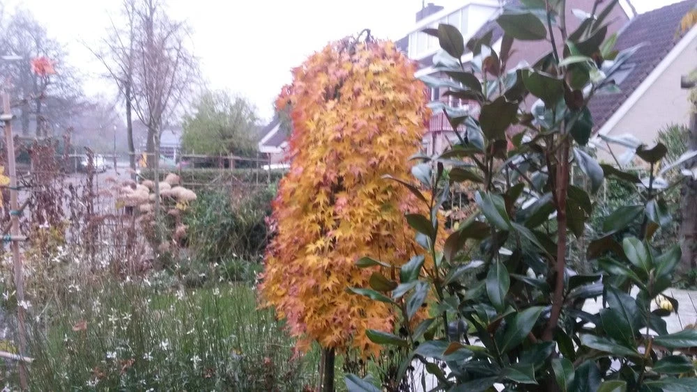 Japanse Esdoorn (Acer Palmatum 'Ryusen') 2 Japanse Esdoorn (Acer Palmatum 'Ryusen') - Afbeelding 2