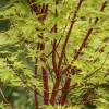 Japanse Esdoorn (Acer Palmatum 'Sangokaku')