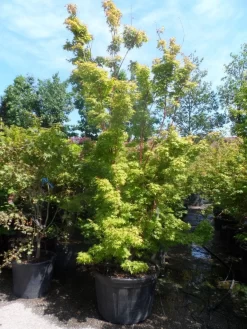 Japanse Esdoorn (Acer Palmatum 'Sangokaku') -Tuinplanten Winkel acer palmatum sangokaku 250 300 c240 1