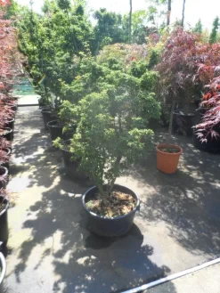 Japanse Esdoorn (Acer Palmatum 'Shishigashira') 8 Japanse Esdoorn (Acer Palmatum 'Shishigashira') -Tuinplanten Winkel acer palmatum shishigashira 125 150 c35