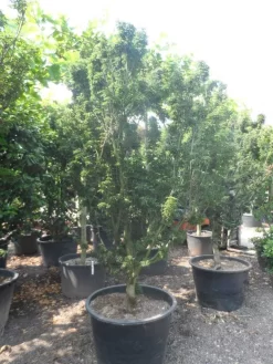 Japanse Esdoorn (Acer Palmatum 'Shishigashira') 10 Japanse Esdoorn (Acer Palmatum 'Shishigashira') -Tuinplanten Winkel acer palmatum shishigashira solitair c285