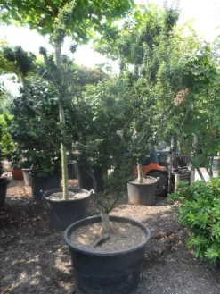 Japanse Esdoorn (Acer Palmatum 'Shishigashira') 9 Japanse Esdoorn (Acer Palmatum 'Shishigashira') -Tuinplanten Winkel acer palmatum shishigashira solitair c285 2