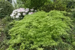 Japanse Esdoorn (Acer Palmatum 'Viridis')