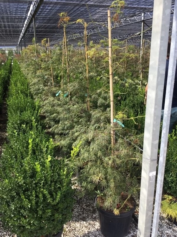 Japanse Esdoorn (Acer Palmatum 'Viridis') 2 Japanse Esdoorn (Acer Palmatum 'Viridis') - Afbeelding 2