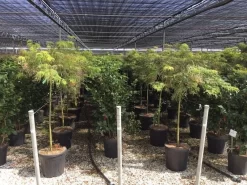 Japanse Esdoorn Op Stam (Acer Palmatum 'Viridis')