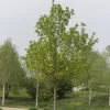 Noorse Esdoorn (Acer Platanoides)