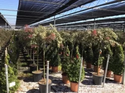 Japanse Esdoorn Op Stam (Acer Palmatum 'Tamuke Yama') 13 Japanse Esdoorn Op Stam (Acer Palmatum 'Tamuke Yama') -Tuinplanten Winkel acer rossi palm. diss. tamukeyama halfstam