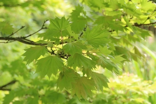 Japanse Esdoorn (Acer Shirasawanum 'Aureum') 5 Japanse Esdoorn (Acer Shirasawanum 'Aureum') - Afbeelding 5