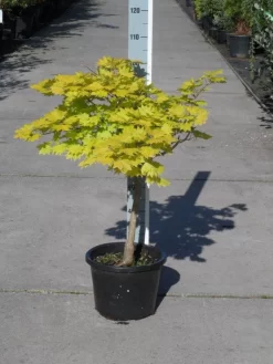 Japanse Esdoorn (Acer Shirasawanum 'Aureum') 19 Japanse Esdoorn (Acer Shirasawanum 'Aureum') -Tuinplanten Winkel acer shirasawanum aureum c12