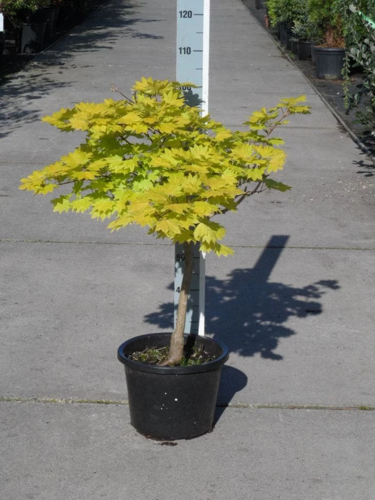 Japanse Esdoorn (Acer Shirasawanum 'Aureum') 10 Japanse Esdoorn (Acer Shirasawanum 'Aureum') - Afbeelding 10