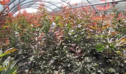 Japanse Esdoorn (Acer Palmatum 'Skeeter's Broom') 7 Japanse Esdoorn (Acer Palmatum 'Skeeter's Broom') -Tuinplanten Winkel acer skeeters broom