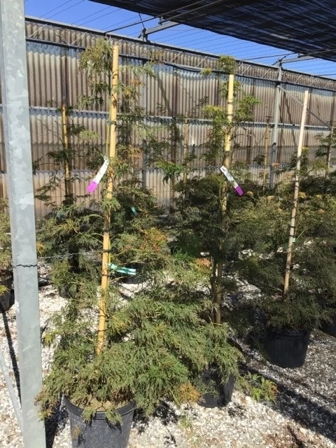 Japanse Esdoorn (Acer Palmatum 'Viridis') 3 Japanse Esdoorn (Acer Palmatum 'Viridis') - Afbeelding 3