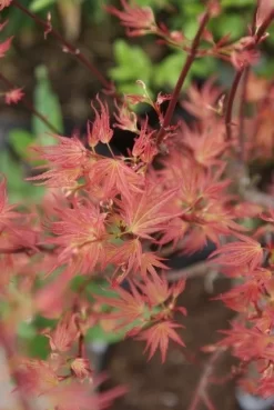 Japanse Esdoorn (Acer Palmatum 'Wilson's Pink Dwarf') -Tuinplanten Winkel acer wilsons pink dwarf 3