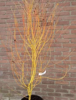 Japanse Esdoorn (Acer Palmatum 'Bi Hoo') -Tuinplanten Winkel acerbihoo01