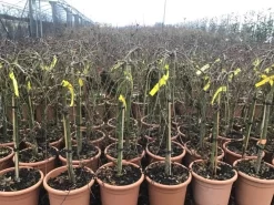 Japanse Esdoorn Op Stam (Acer Palmatum 'Ryusen') 5 Japanse Esdoorn Op Stam (Acer Palmatum 'Ryusen') -Tuinplanten Winkel acerryusen02