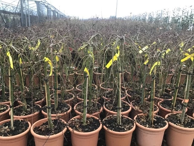 Japanse Esdoorn Op Stam (Acer Palmatum 'Ryusen') 3 Japanse Esdoorn Op Stam (Acer Palmatum 'Ryusen') - Afbeelding 3