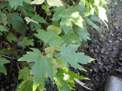 Zilver Esdoorn (Acer Saccharinum)
