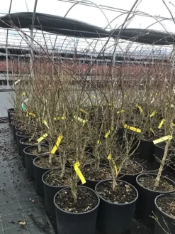 Japanse Esdoorn (Acer Palmatum 'Summer Gold') -Tuinplanten Winkel acersummergold
