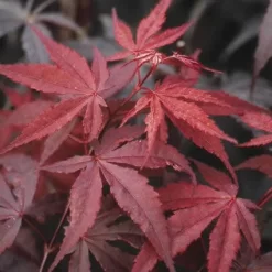 Japanse Esdoorn (Acer Palmatum 'Atropurpureum') -Tuinplanten Winkel acpatrop 9
