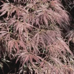Japanse Esdoorn (Acer Palmatum 'Ornatum') -Tuinplanten Winkel acpornat 11