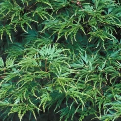 Japanse Esdoorn (Acer Palmatum 'Seiryu') -Tuinplanten Winkel acpseiry 6