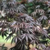 Japanse Esdoorn (Acer Palmatum 'Trompenburg')