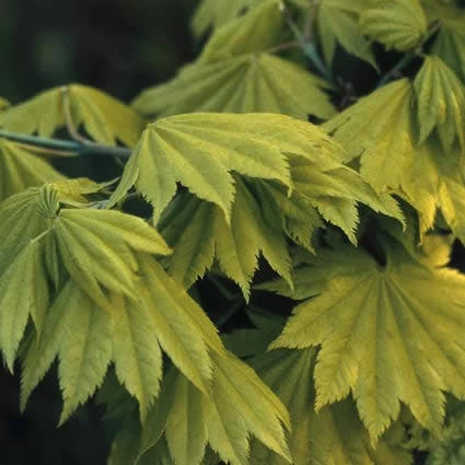 Japanse Esdoorn (Acer Shirasawanum 'Aureum') 2 Japanse Esdoorn (Acer Shirasawanum 'Aureum') - Afbeelding 2