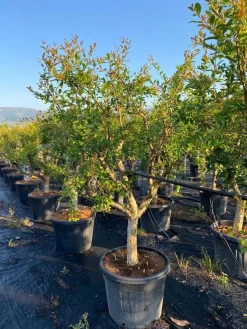 Granaatappel Als Solitair (Punica Granatum) 18 Granaatappel Als Solitair (Punica Granatum) -Tuinplanten Winkel aed72ac1 ffcb 410b 8ae2 1a7969aa5a9c