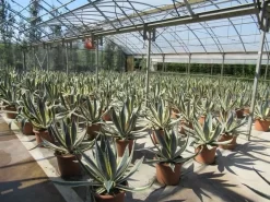 Agave (Agave Americana 'Variegata') 13 Agave (Agave Americana 'Variegata') -Tuinplanten Winkel agave americana variegata