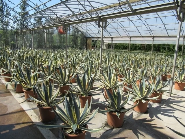 Agave (Agave Americana 'Variegata') 7 Agave (Agave Americana 'Variegata') - Afbeelding 7