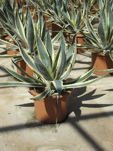 Agave (Agave Americana 'Variegata') 4 Agave (Agave Americana 'Variegata') - Afbeelding 4