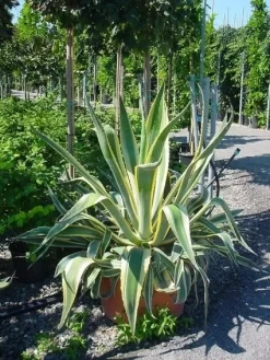Agave (Agave Americana 'Variegata') 9 Agave (Agave Americana 'Variegata') -Tuinplanten Winkel agave americana variegata 4