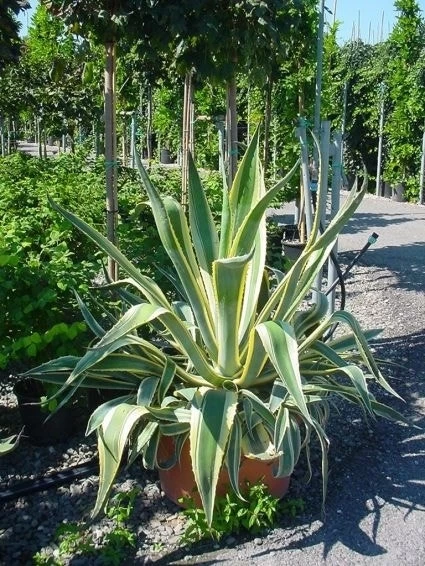 Agave (Agave Americana 'Variegata') 3 Agave (Agave Americana 'Variegata') - Afbeelding 3