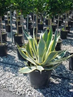 Agave (Agave Americana 'Variegata') 11 Agave (Agave Americana 'Variegata') -Tuinplanten Winkel agave americana variegata 4 1