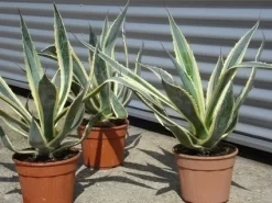 Agave (Agave Americana 'Variegata') 12 Agave (Agave Americana 'Variegata') -Tuinplanten Winkel agave americana variegata 5
