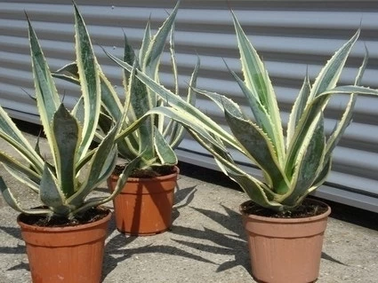 Agave (Agave Americana 'Variegata') 6 Agave (Agave Americana 'Variegata') - Afbeelding 6