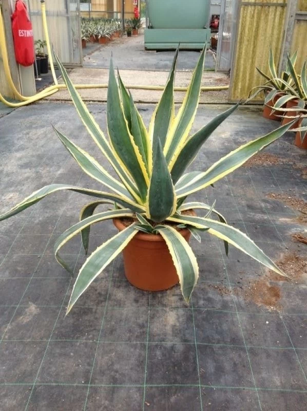Agave (Agave Americana 'Variegata') 1 Agave (Agave Americana 'Variegata')