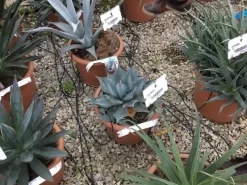 Winterharde Agave (Agave Parrasana) -Tuinplanten Winkel agave parrasana