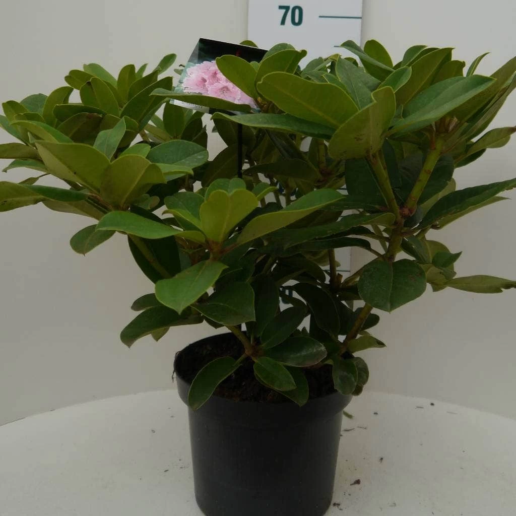 Rhododendron (Rhododendron 'Albert Schweitzer') 2 Rhododendron (Rhododendron 'Albert Schweitzer') - Afbeelding 2