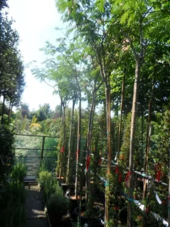 Perzische Slaapboom (Albizia Julibrissin) -Tuinplanten Winkel albizia julibrissin 8 10 12ho cont