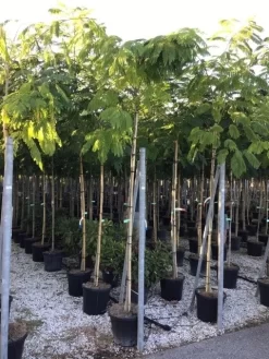 Perzische Slaapboom (Albizia Julibrissin) -Tuinplanten Winkel albizia julibrissin 8 10
