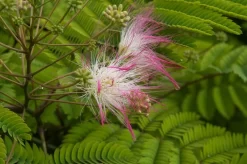 Perzische Slaapboom Als Struik (Albizia Julibrissin)